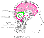 brain of god