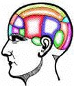 brain regions